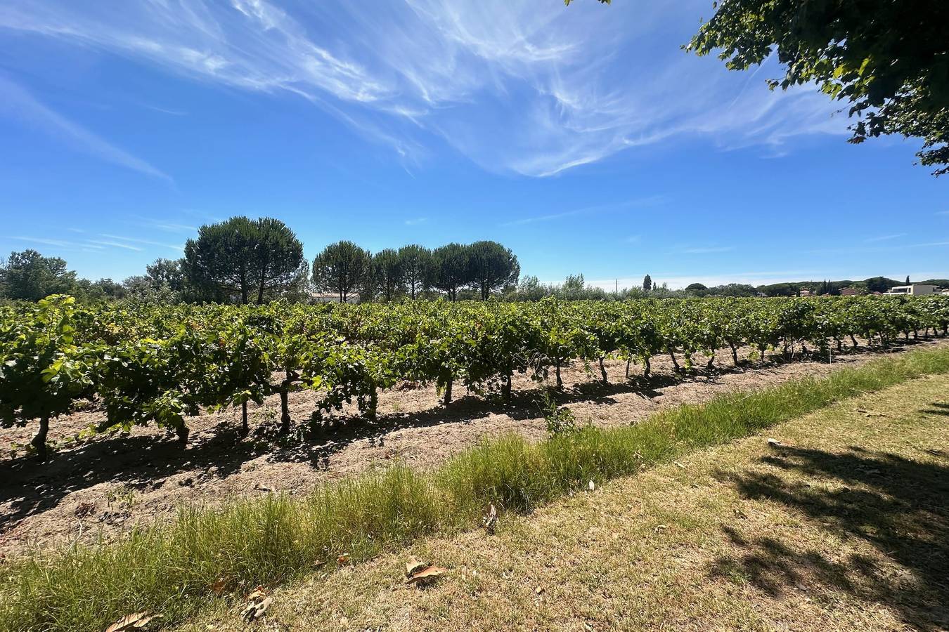 Ganze Wohnung, Gîte de la Cave – Charme provençal avec jardin à Aigues-Mortes in Aigues-Mortes, Côte d'Améthyste