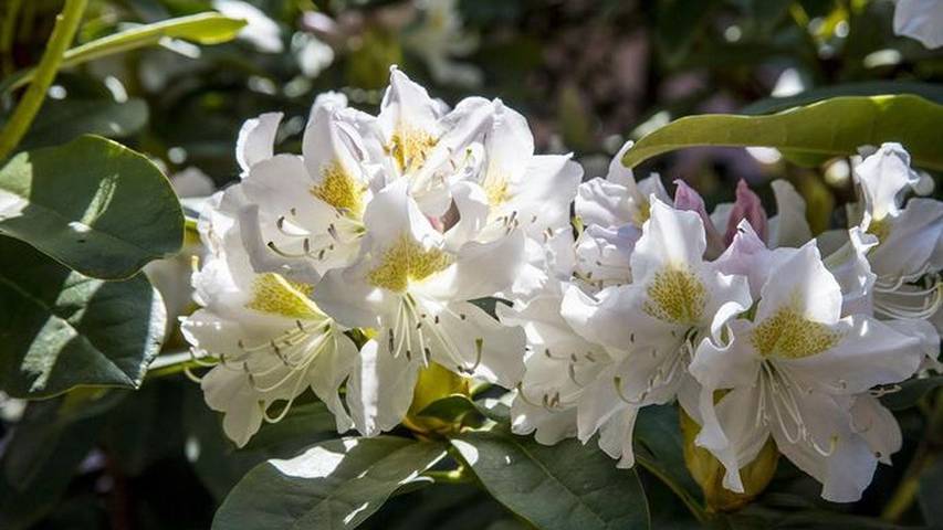 Ferienwohnung für 2 Personen, mit Garten in der Oststeiermark - 3