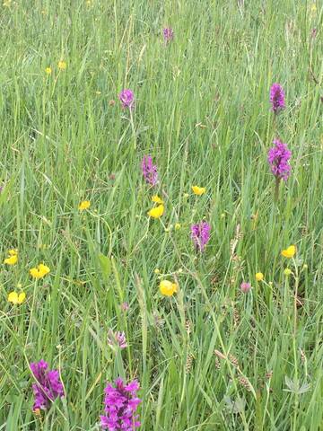 Vacation Apartment for 4 Guests in Buchenberg, Bavarian Swabia, Picture 2