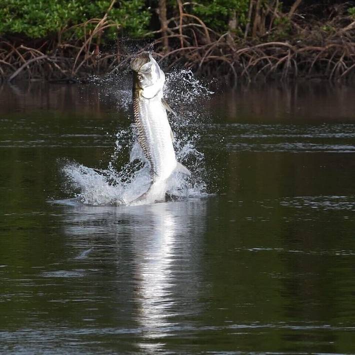 Camping pour 4 personnes, avec terrasse dans Floride - 2