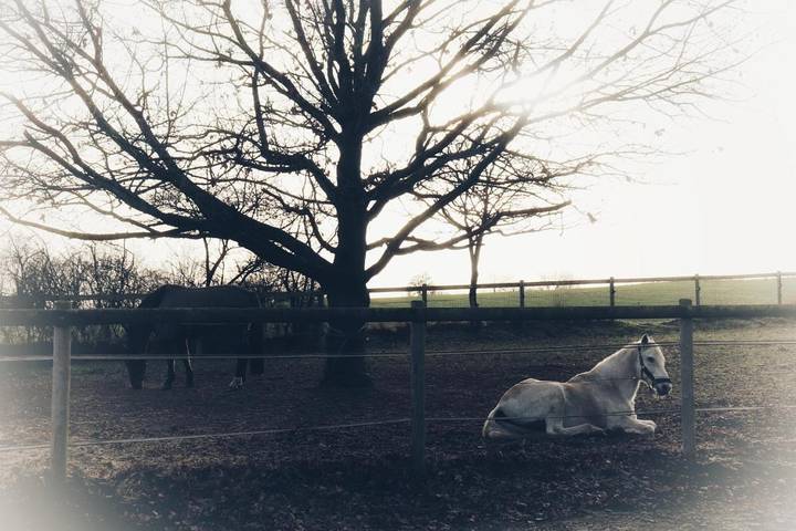 Location de vacances pour 4 personnes, avec sauna ainsi que vue et jardin à Dalhem - 4