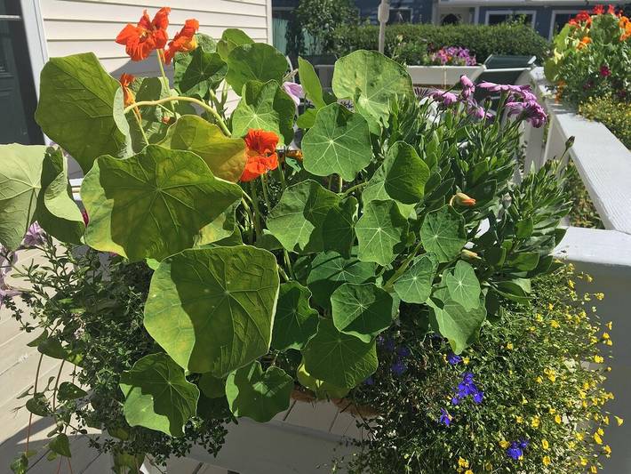 Location de vacances pour 8 personnes, avec terrasse et jardin à Ogunquit - 4