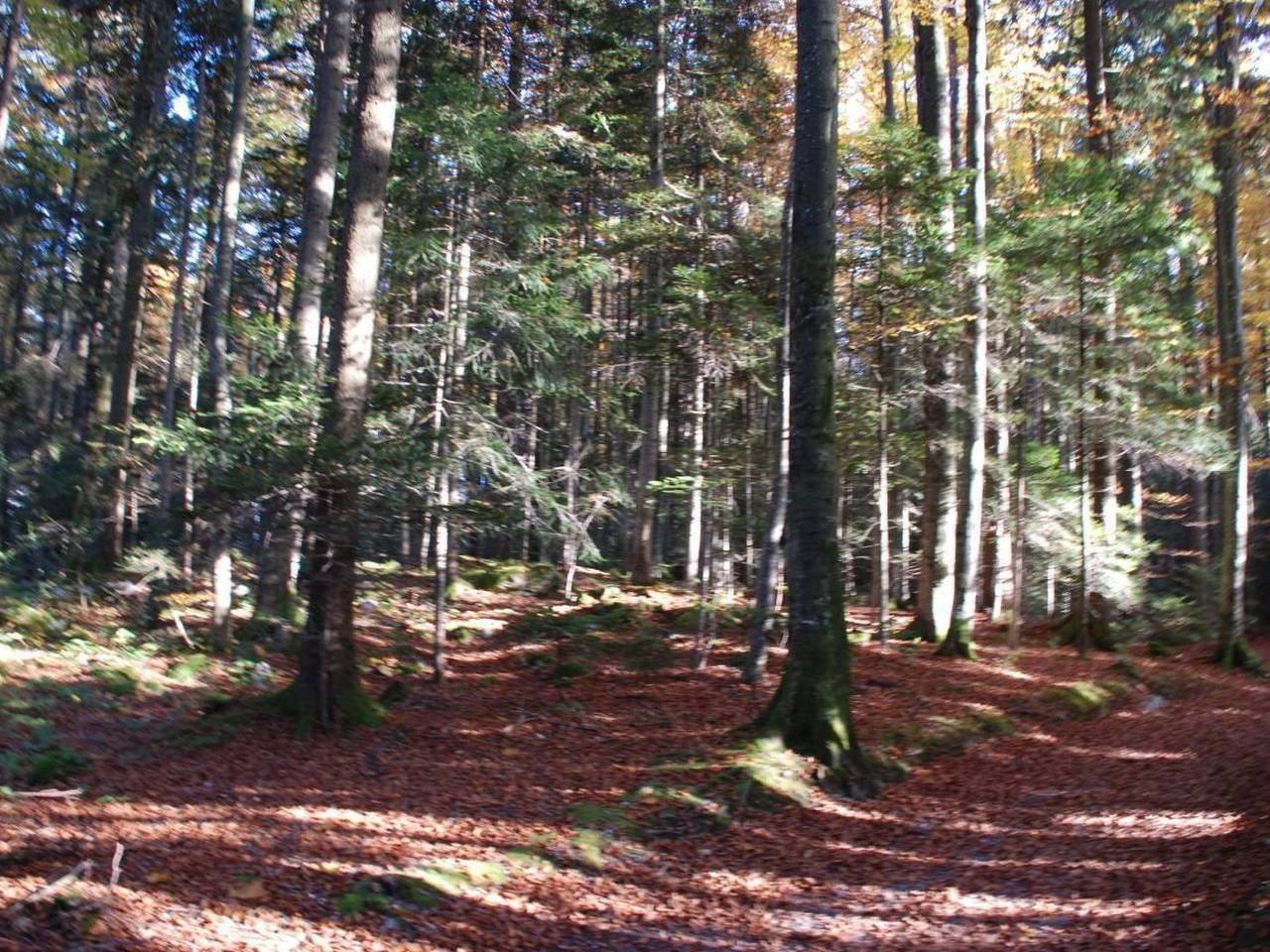 Ganze Wohnung, Dein Erlebnis in Seelisberg, Vierwaldstättersee