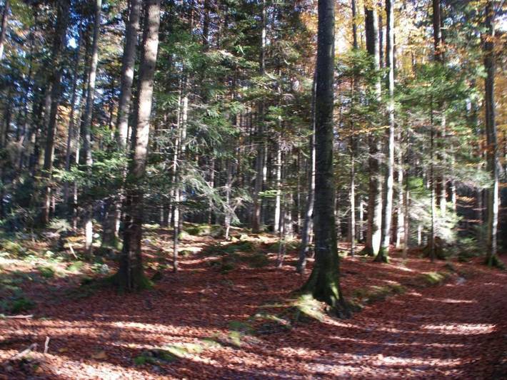 Ganze Wohnung, Dein Erlebnis in Treib, Seelisberg
