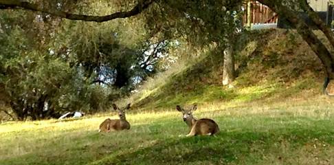 Casetta Di Legno per 2 Persone in Oakhurst, Northern California, Foto 2