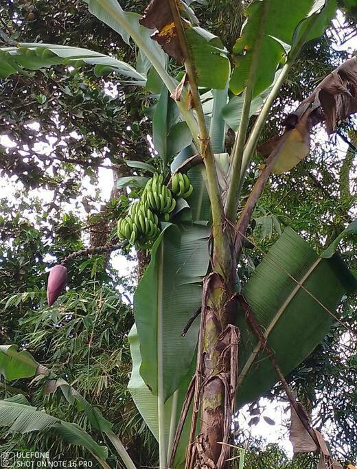 Gîte pour 2 personnes, avec vue et jardin, animaux acceptés dans Saint-Joseph (Martinique) - 4