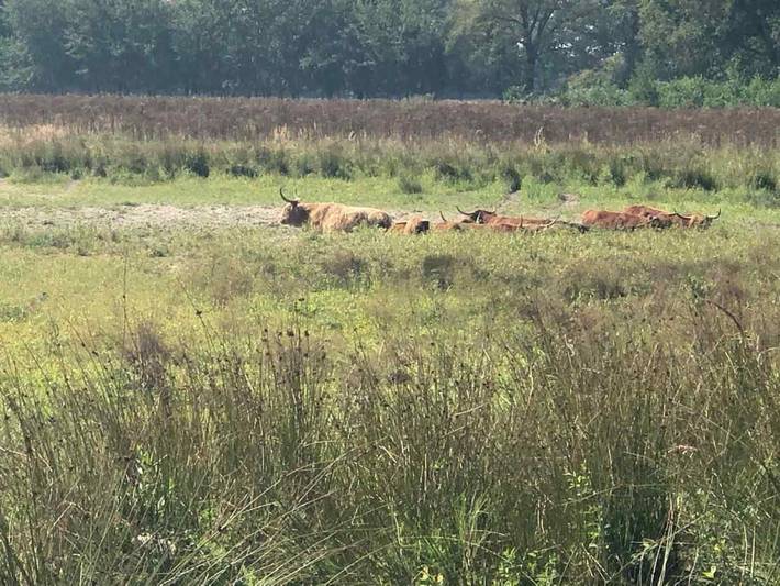 Mooi 5 persoons vakantiehuis op gezellig familiepark in Limburg in Stramproy, Limburg