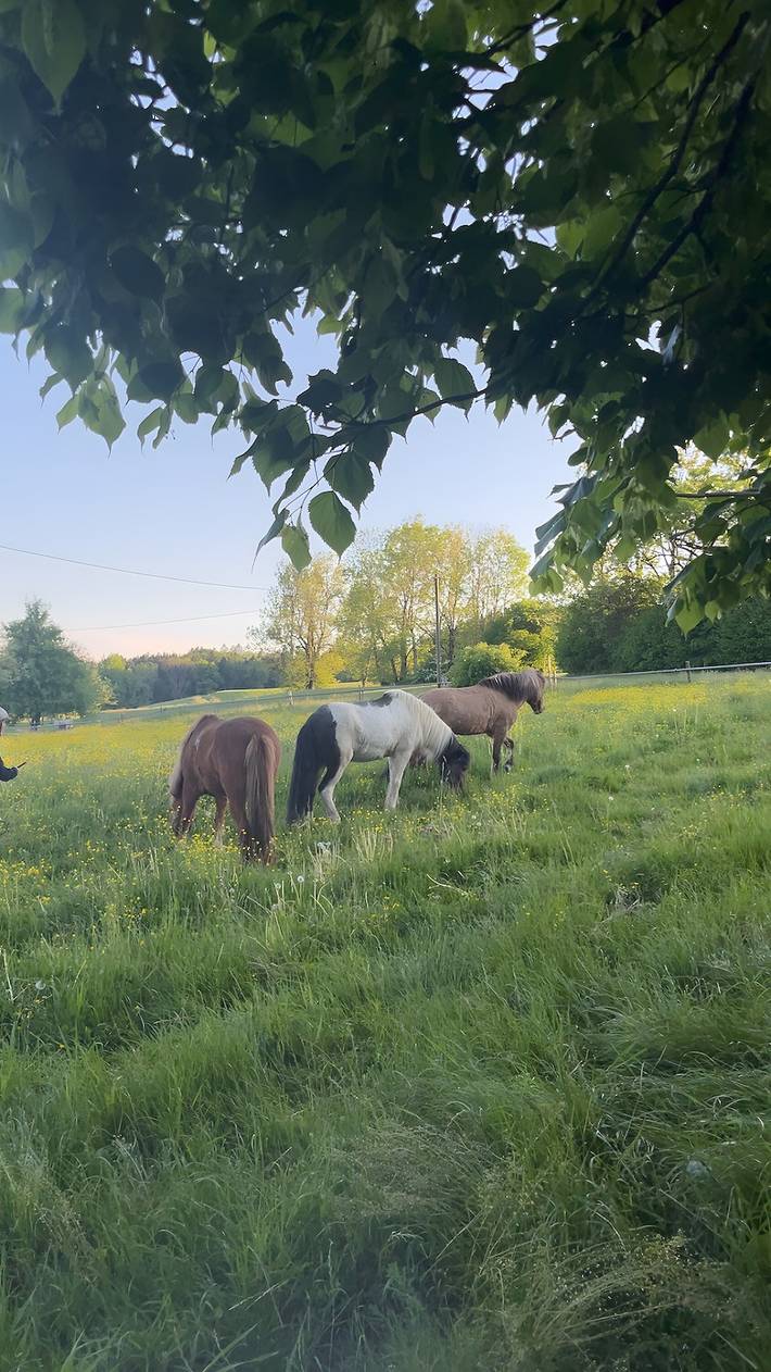 Bauernhof für 5 Personen, mit Garten in Oberschwaben - 2