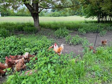 Bauernhof für 4 Personen in Tettnang, Region Bodensee-Oberschwaben, Bild 2