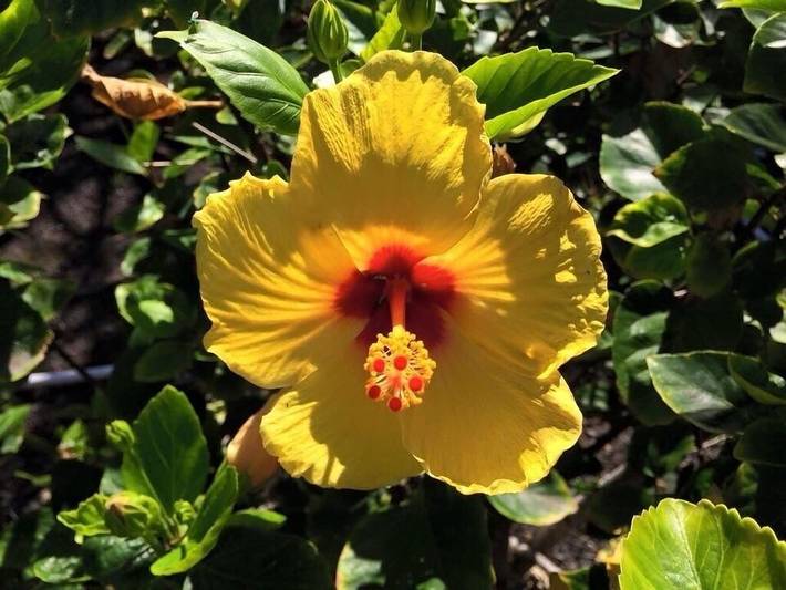 Holiday apartment for 6 people, with garden and hot tub - 1