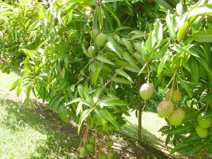 Gîte pour 7 personnes, avec vue et jardin, adapté aux familles à Saint-Esprit (homonymie) - 2