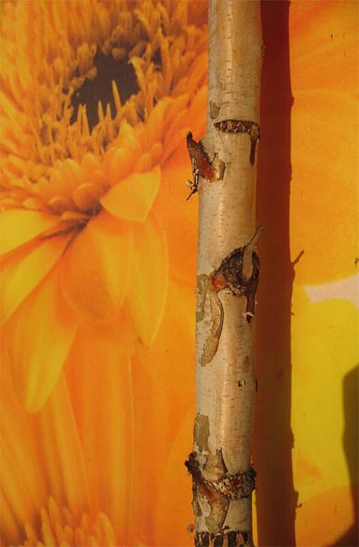 Ferienhaus für 6 Personen, mit Sauna und Balkon sowie Balkon/Terrasse, mit Haustier in Lam - 2