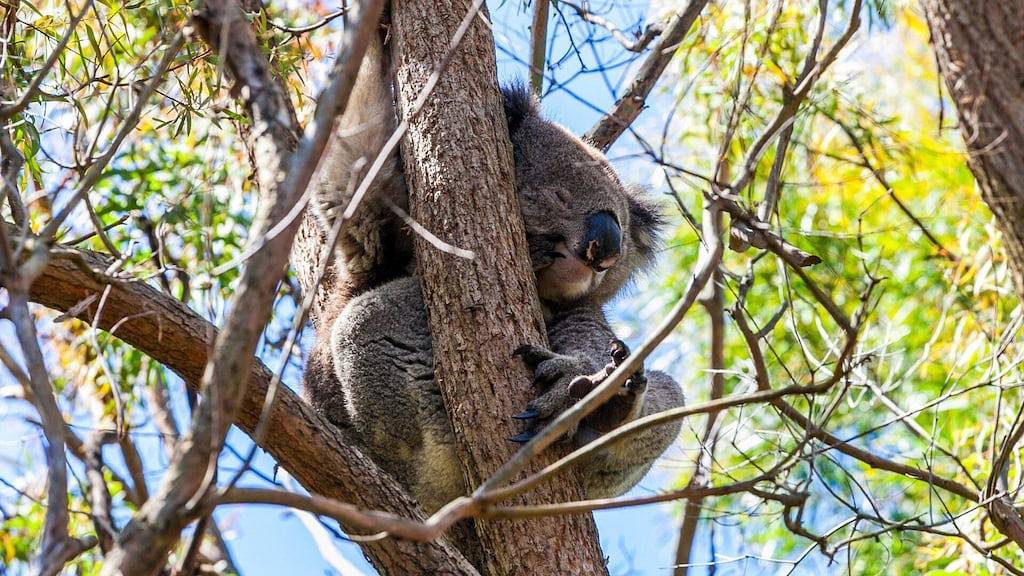 Holiday Home for 6 People in Lorne, Surf Coast Shire