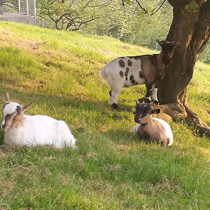 Casa rural para 2 personas, con terraza y jardín en Donostialdea - 4