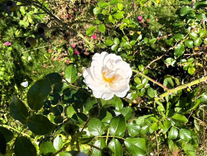 Ferienwohnung für 3 Personen, mit Terrasse und Garten in Lauta - 4