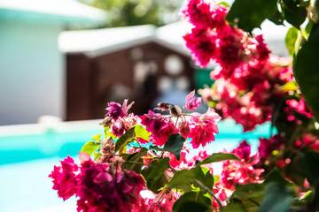 Villa pour 6 Personnes dans Saint-François, Antilles, Photo 4