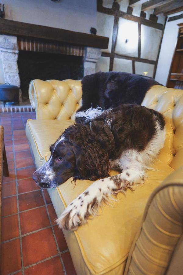 Hôtel pour 2 personnes, avec terrasse et jardin, animaux acceptés à Selles-Saint-Denis - 4