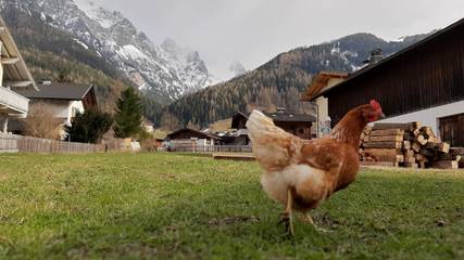Bauernhof für 5 Personen in Neustift im Stubaital, Innsbruck Land, Bild 4