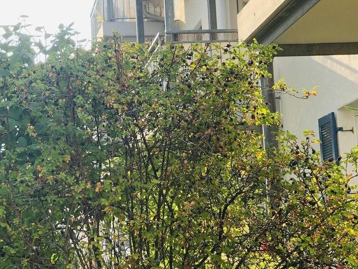 Ferienhaus für 2 Personen, mit Balkon und Balkon/Terrasse in Owingen - 4