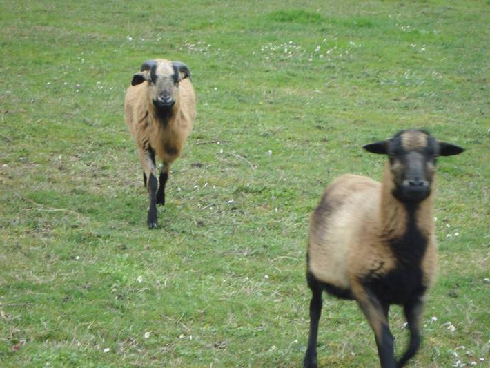 Location de vacances pour 2 personnes, avec jardin à La Vernelle - 4