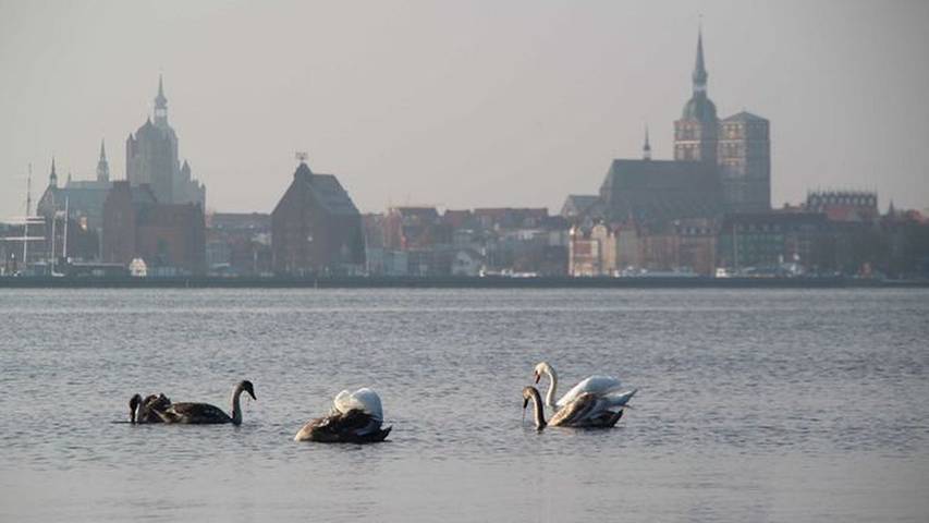 Ferienhaus für 8 Personen, mit Garten und Terrasse in Altefähr - 4