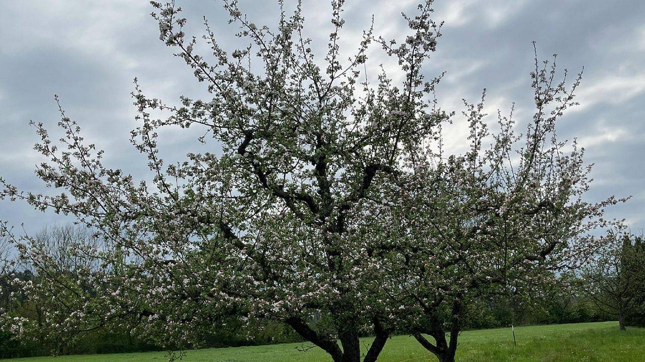 Ganze Ferienwohnung, Ferienwohnung für 4 Personen (70 m²) in Tettnang in Tettnang, Bodenseekreis