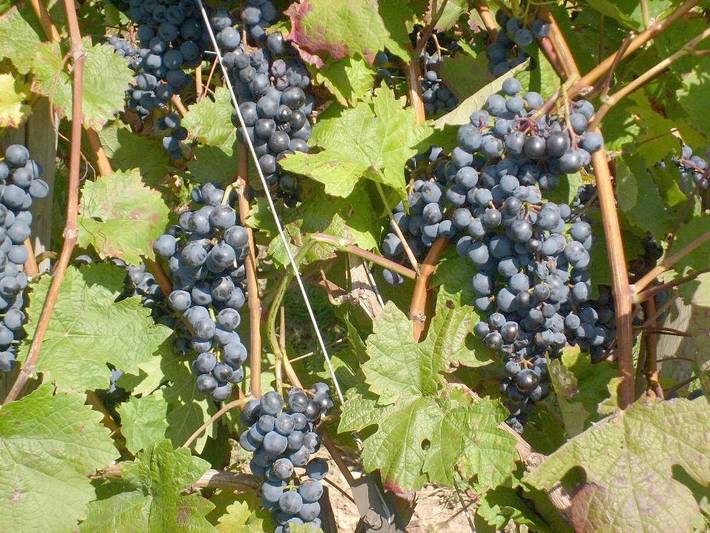 Ferienhaus für 2 Personen, mit Garten und Terrasse in der Stuttgart Region - 3