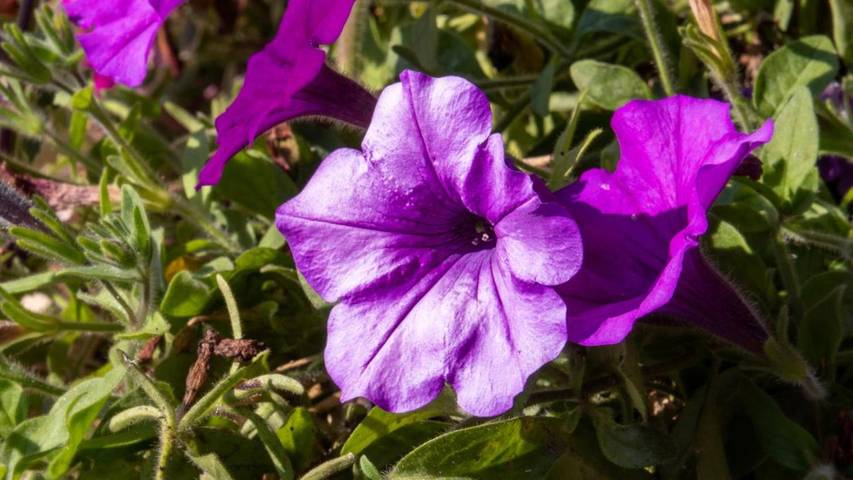 Maison d’hôte pour 3 personnes, avec vue et terrasse, animaux acceptés à Innsbruck - 2