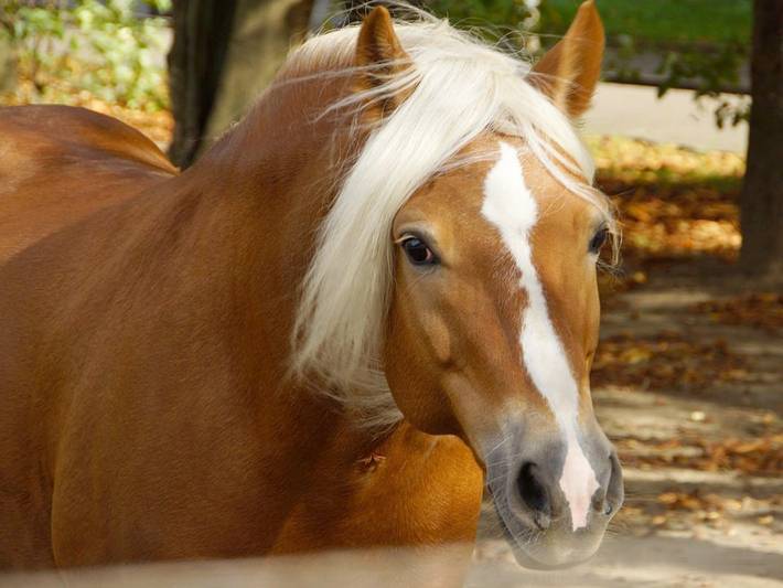 Haflinger Reiterhof Meura - Komfortzimmer (Dz) in Meura, Ostthüringen