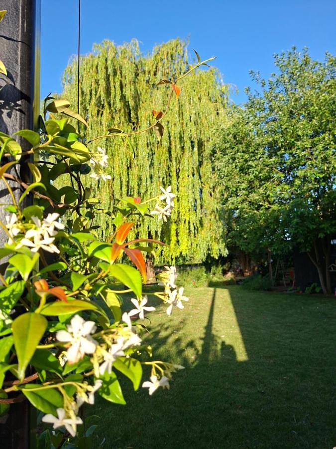 Location de vacances pour 2 personnes, avec vue ainsi que terrasse et jardin à Kruishoutem - 2