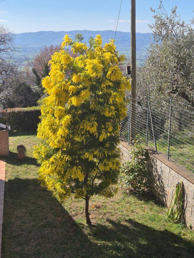 Chambre d’hôte pour 3 personnes, avec jardin ainsi que piscine et terrasse à Assise - 3