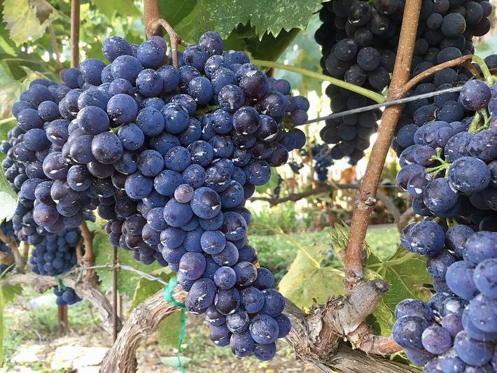 Cottage for 4 people, with garden and hot tub - 1