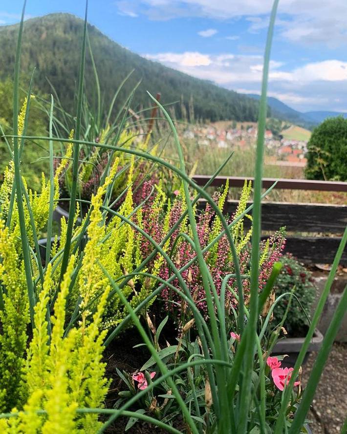 Ferienwohnung für 2 Personen, mit Terrasse und Garten sowie Sauna und Ausblick in Baiersbronn