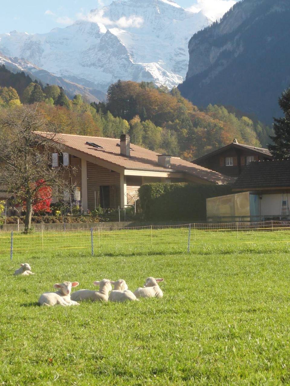 Ganze Wohnung, One-Bedroom Apartment (2 Adults) in Wilderswil, Thunersee