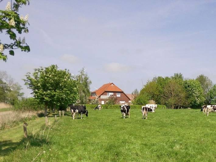 Ferienhaus für 5 Personen, mit Terrasse in Westerholt - 3