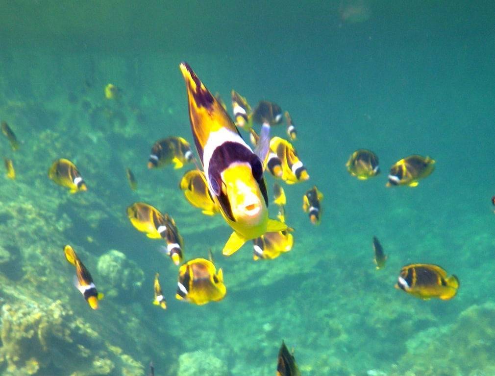 Ganze Wohnung, Maluhia Kahakai - Mauna Loa Ufer # 111 in Keaukaha, Hilo