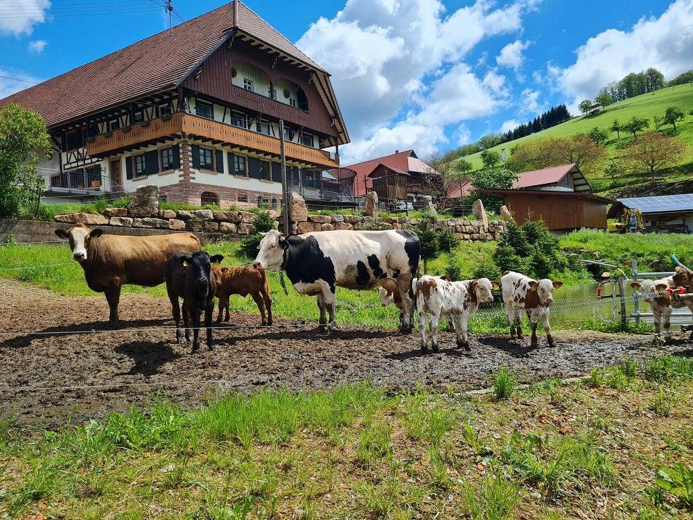 Breigenhof - Hofwohnung im Bauernhaus in Oberharmersbach, Mittlerer Schwarzwald