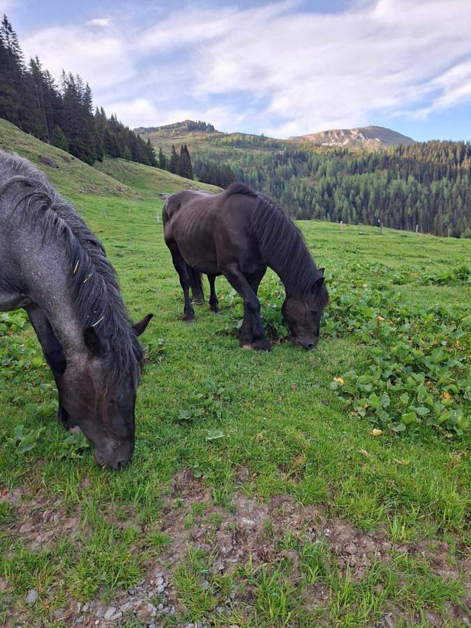 Almhütte Bairau Kaser in Lofer, Chiemgauer Alpen