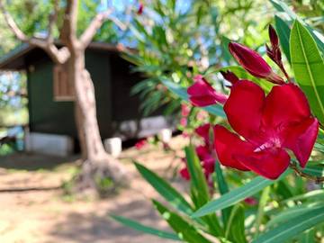 Bungalow für 4 Personen in Sorrent, Tyrrhenische Küste Kampanien, Bild 2