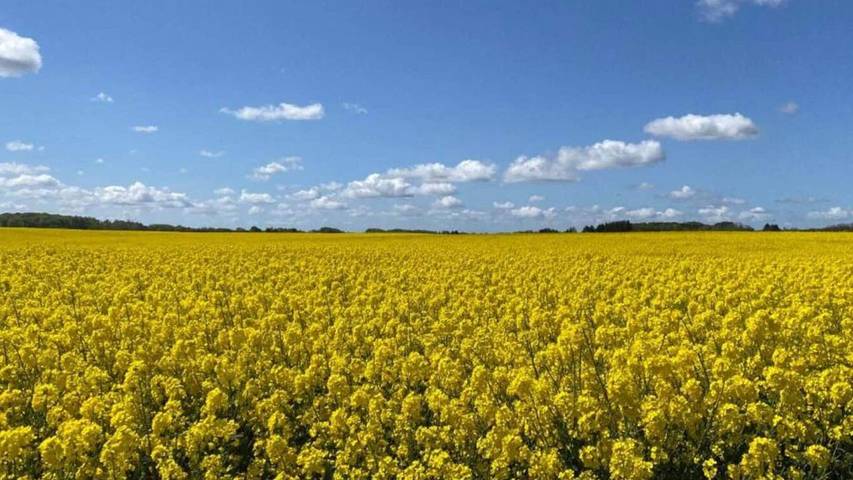 Ferienhaus für 7 Personen, mit Terrasse in Vellerup - 2