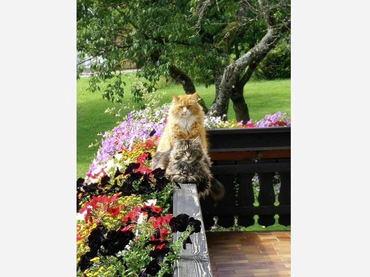 Pension Herned - Familienzimmer in Salzkammergut-Berge, Mondsee (Stadt)