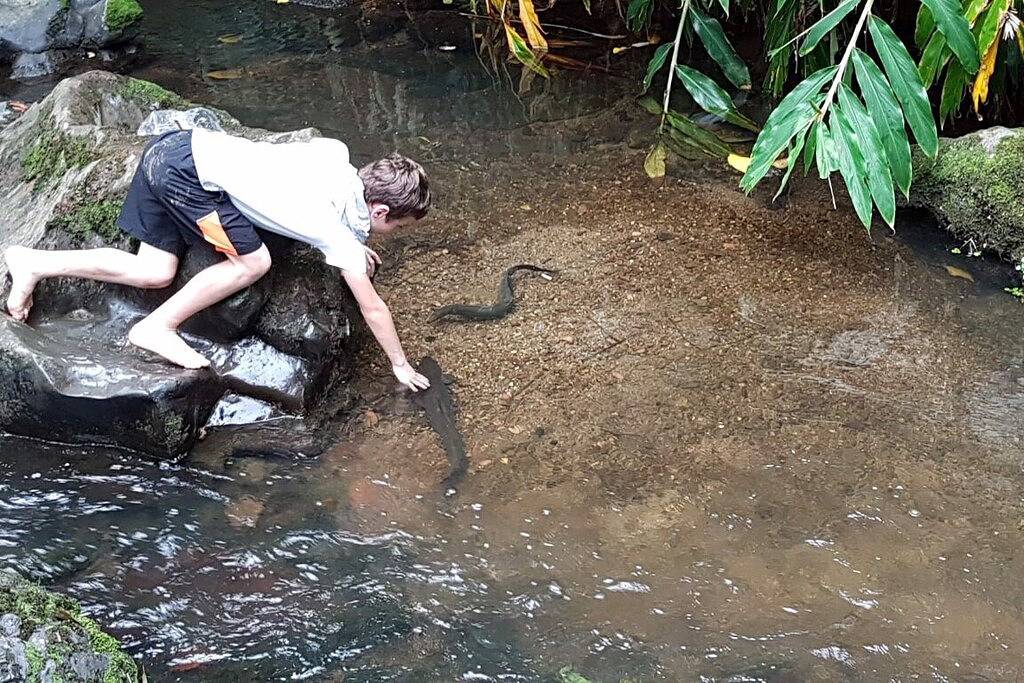 Einzigartige Kabine, zentrales Whangarei in Bush-Umgebung in Whangarei, Whangarei District