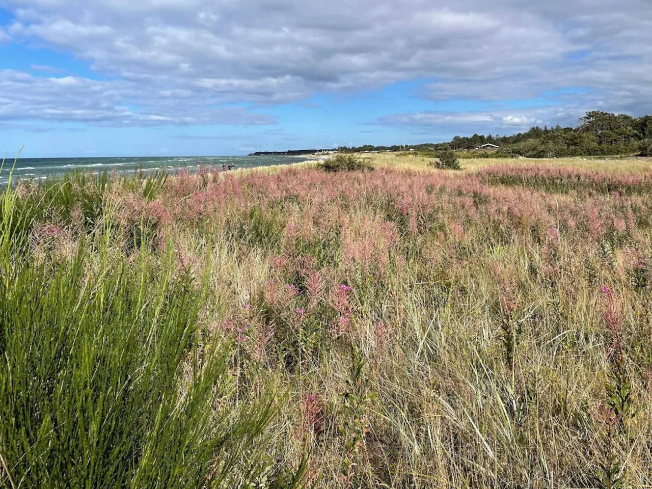 Natur-Ruckzug am Strand in Fjellerup Strand, Djursland