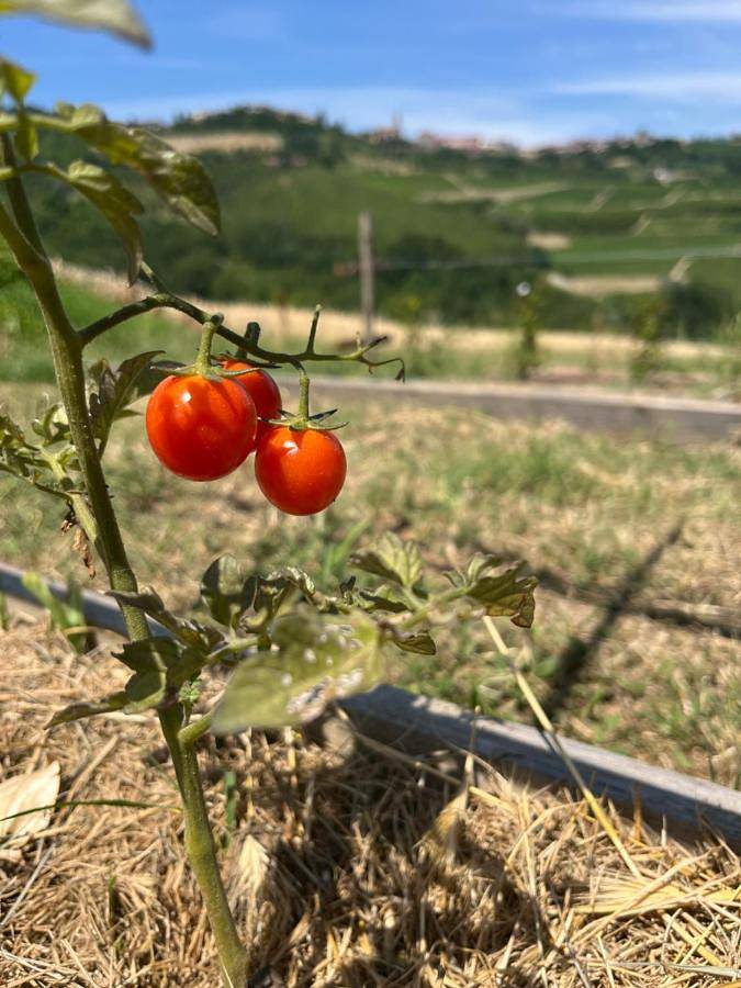 Le Cornici - Cascina di Charme in Diano d'Alba, Langhe