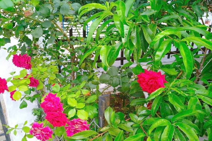 Ferienhaus für 8 Personen, mit Ausblick und Garten, kinderfreundlich auf Thassos - 4