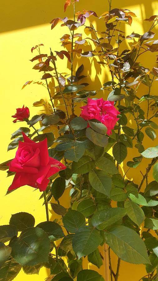 Ferienwohnung für 2 Personen, mit Ausblick und Garten in Belgrad