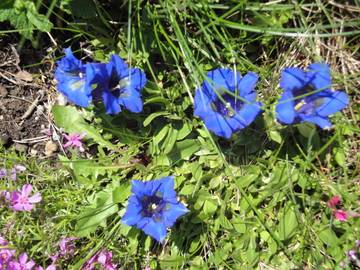 Bauernhof für 2 Personen in Schönau am Königssee, Königssee, Bild 1