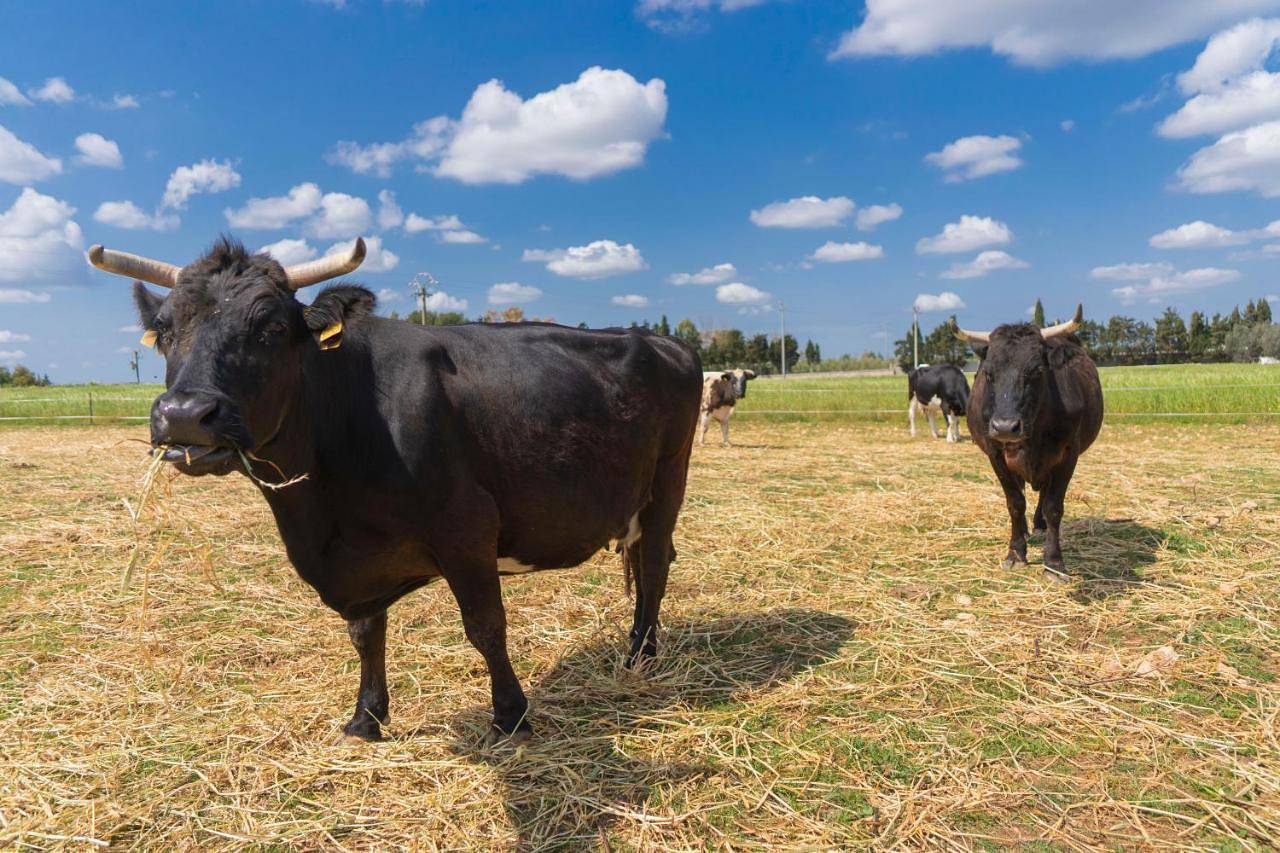 Agriturismo Scalelle in Otranto, Otranto e dintorni