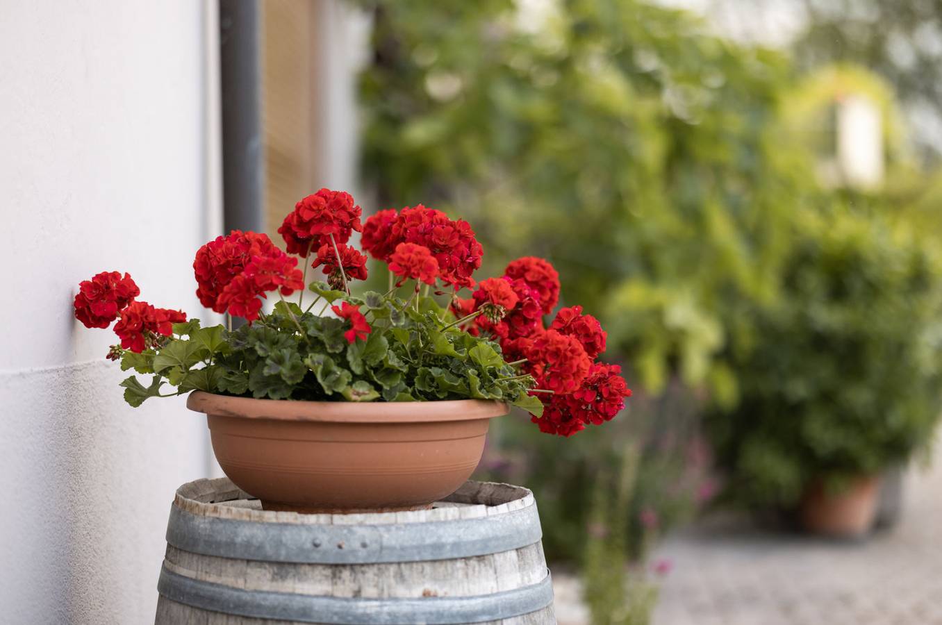 Appartement entier, 724E Residence Hofgarten in Kalterer See, Caldaro sulla Strada del Vino