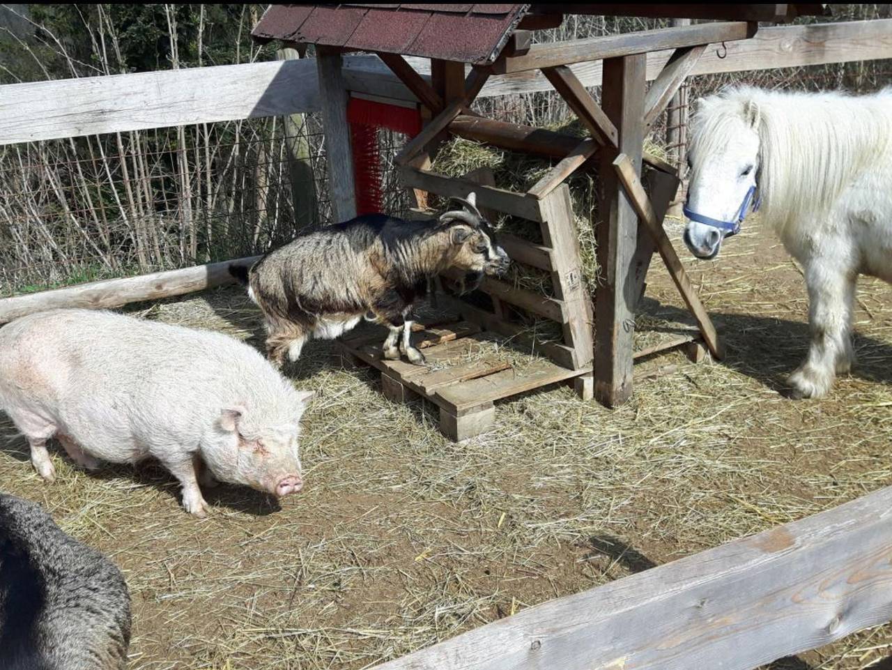 Ganze Ferienwohnung, Biohof Laibacher - Appartement/Fewo, Dusche, Wc, 3 Schlafräume in Gemeinde Stubenberg, Steirerland